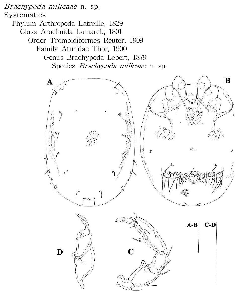 Brachypoda milicaae n. sp.