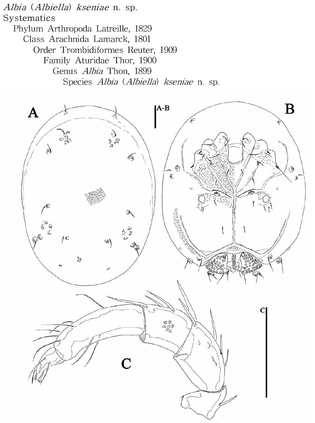 Albia (Albiella) kseniae n. sp.