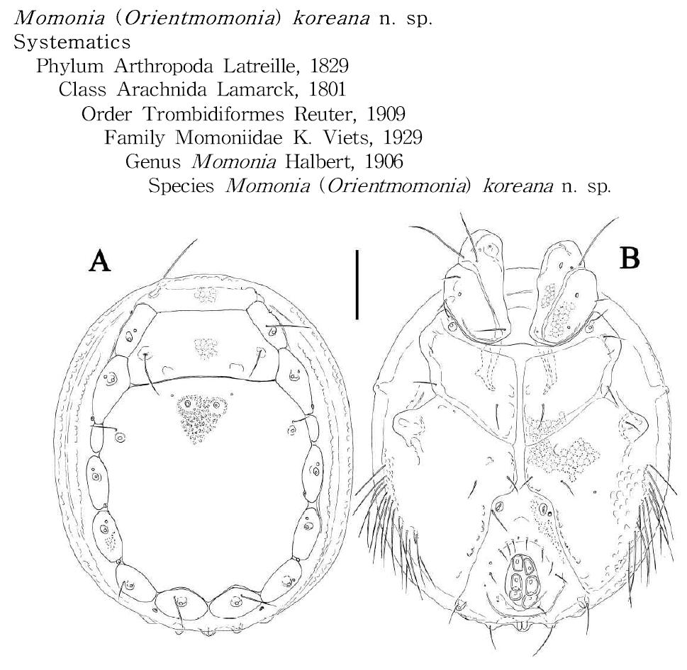 Momonia (Orientmomonia) koreana n. sp.