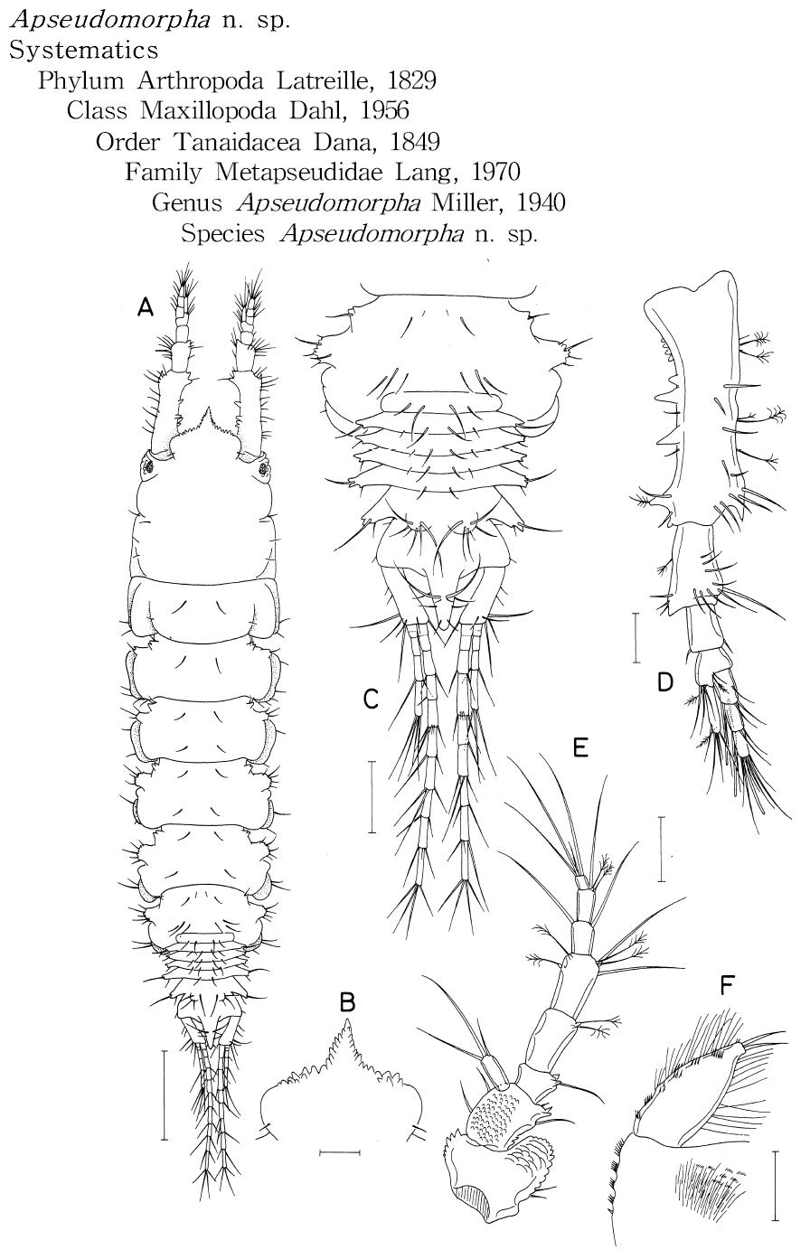 Apseudomorpha n. sp., female.