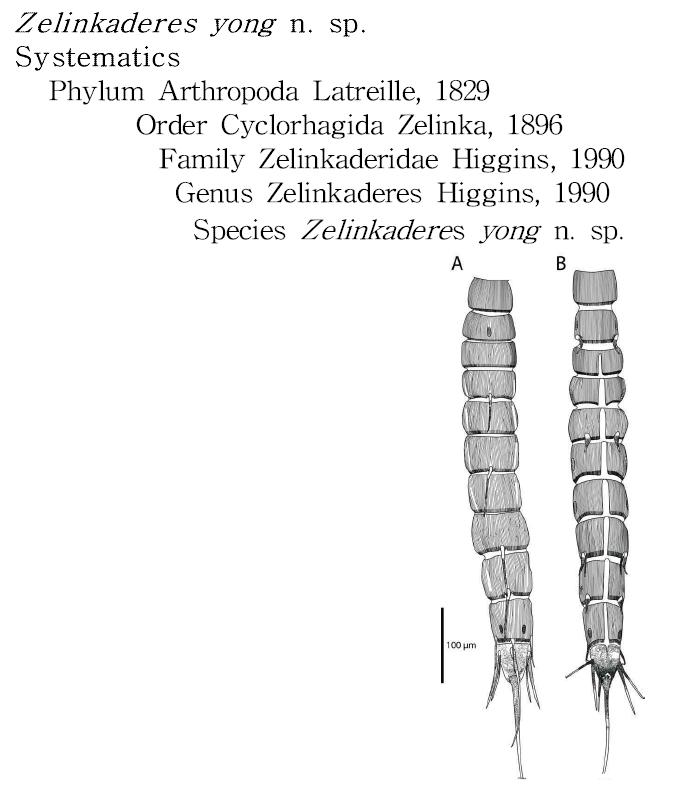 Zelinkaderes yong n. sp. A, 암컷 (등면); B, 수컷 (복면).