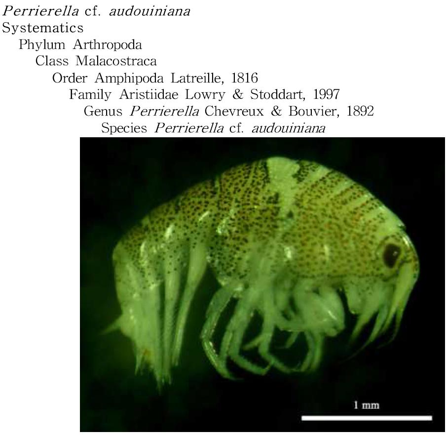 Perrierella cf. audouiniana