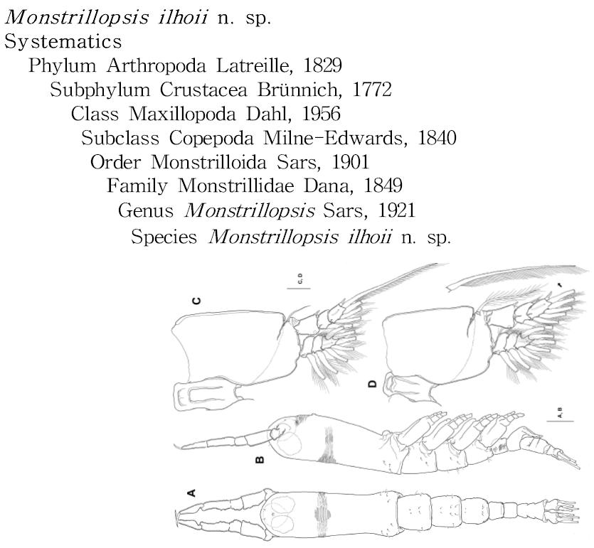 Monstrillopsis ilhoii n. sp., A. 수컷 전체(등면), B. 수컷 전체(측면), C. 제1흉지, D. 제3흉지. 축척: A, B = 200 μm; C, D = 50 μm.