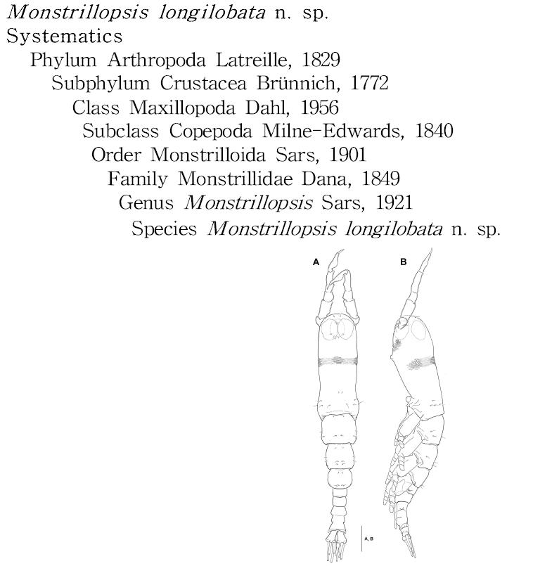 Monstrillopsis longilobata n. sp., 수컷. A. 두절 앞부분(복면), B. 후체부 (배면), C. 후체부(복면), D. 제1촉각. 축척: A-D = 50 μm.