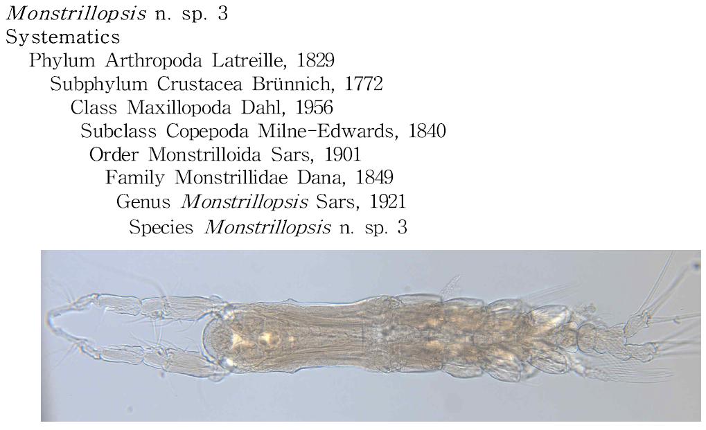 Monstrillopsis n. sp. 3, 수컷 전체(등면).