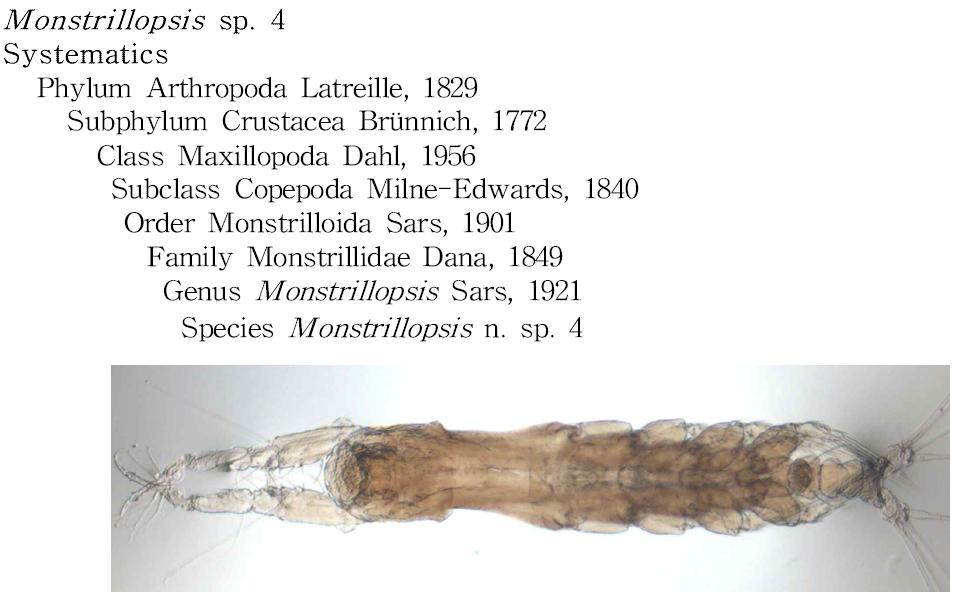 Monstrillopsis n. sp. 4, 수컷 전체(등면).