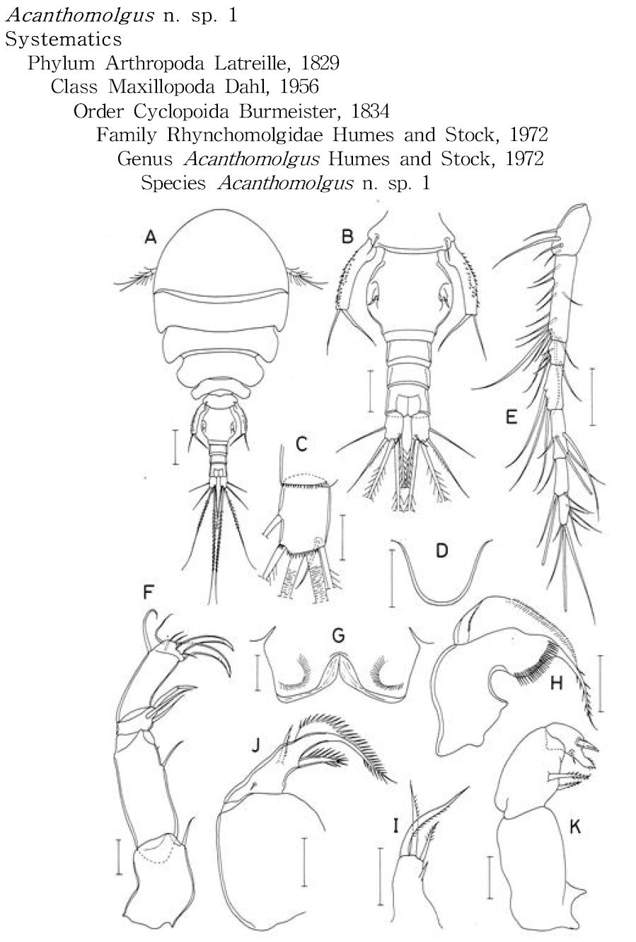 Acanthomolgus n. sp. 1, female.