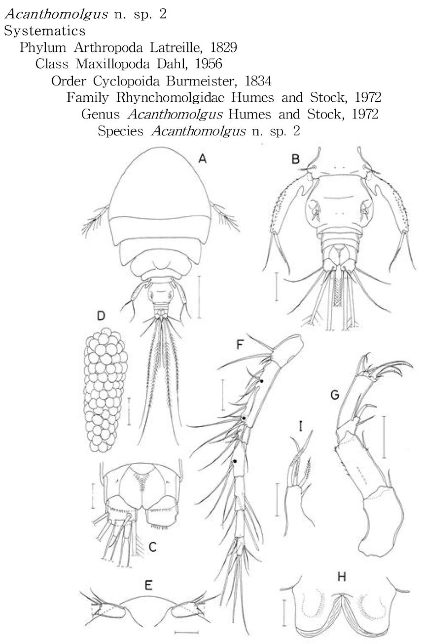 Acanthomolgus n. sp. 2, female.