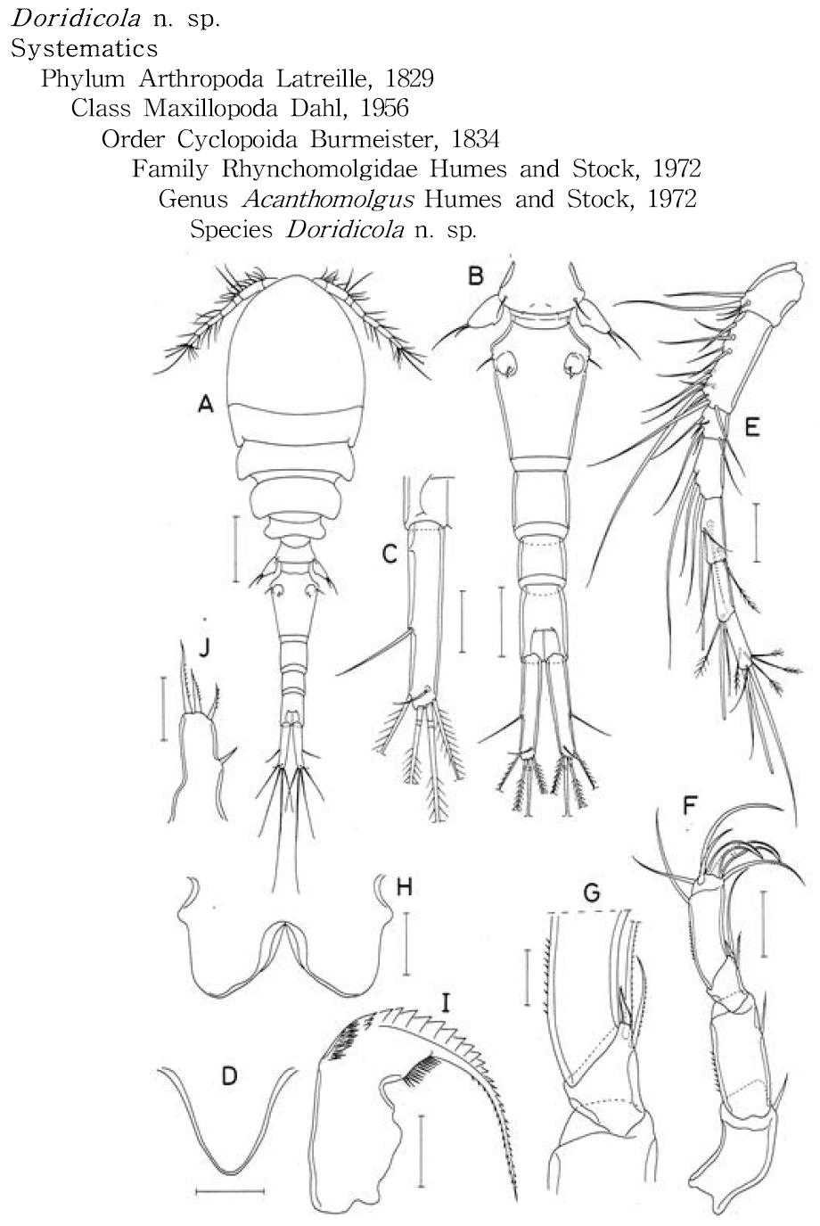 Doridicola n. sp., female.