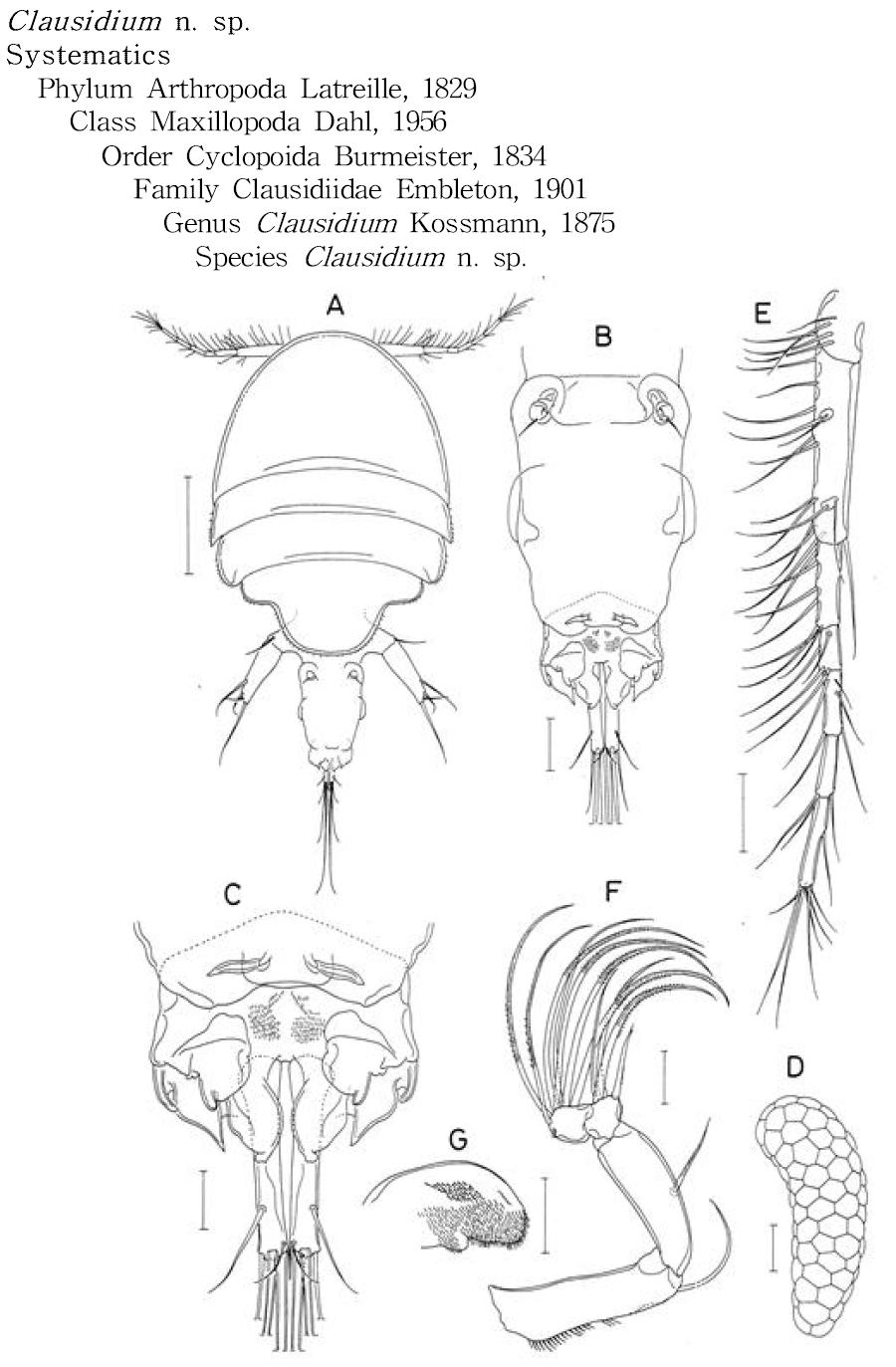 Clausidium n. sp., female.