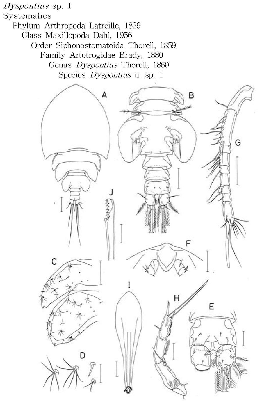 Dyspontius n. sp. 1, female.