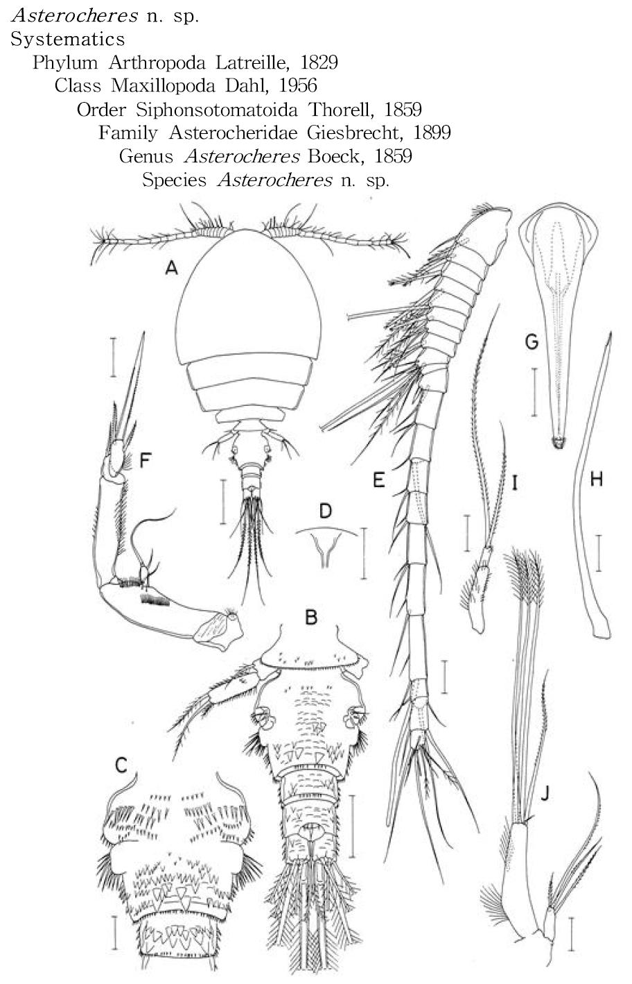 Asterocheres n. sp., female.