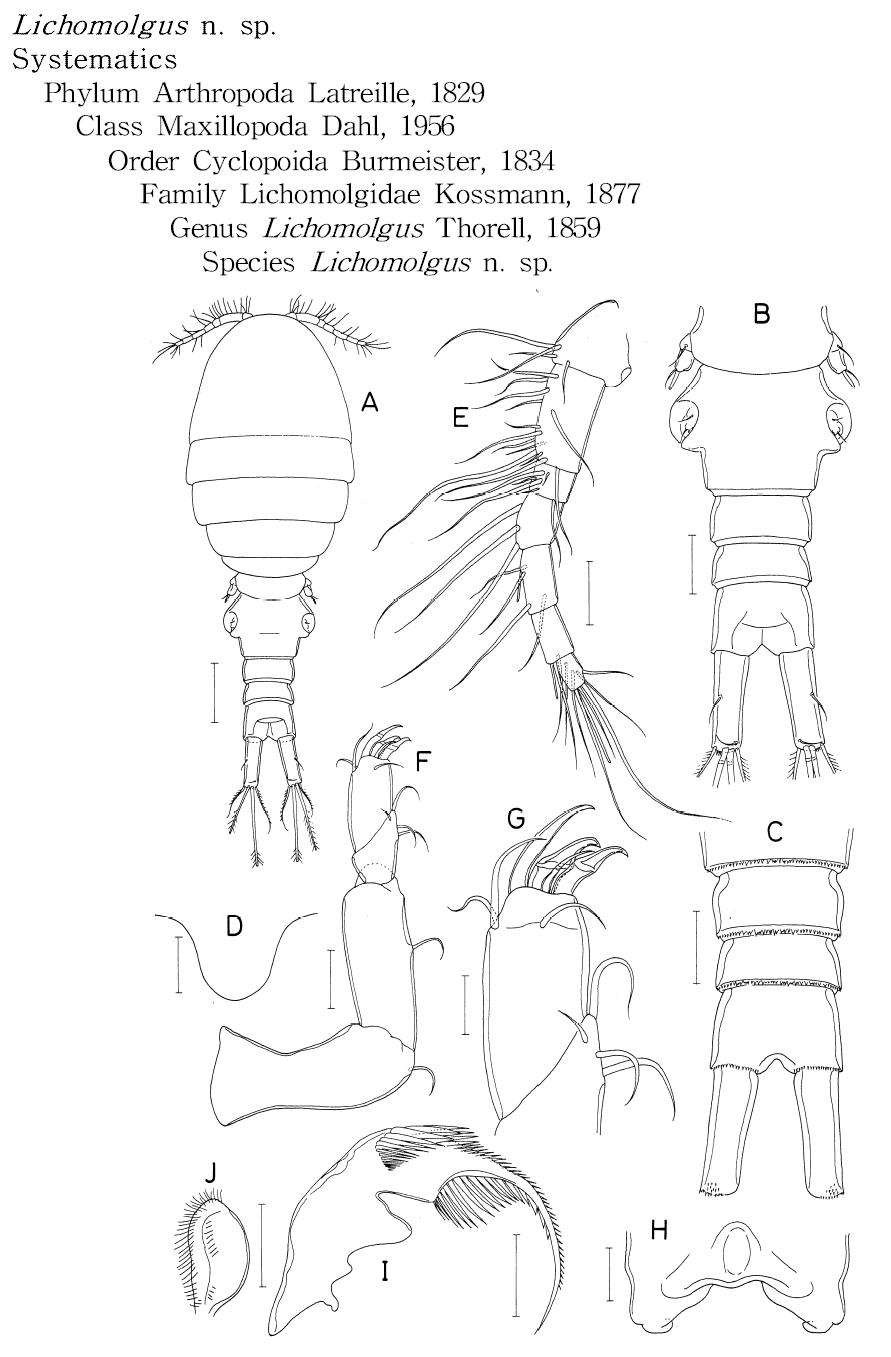 Lichomolgus n. sp., female.