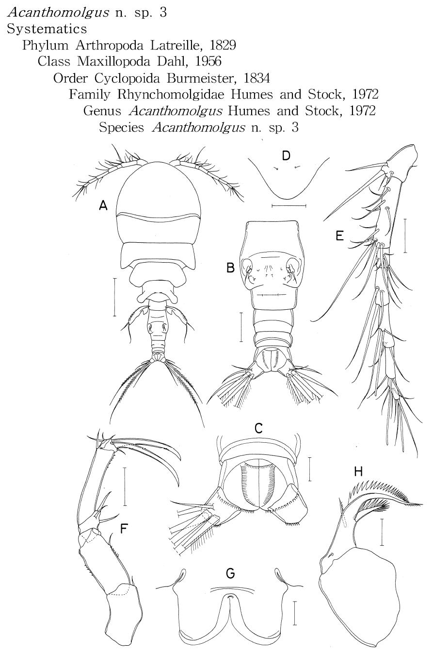 Acanthomolgus n. sp. 3, female.