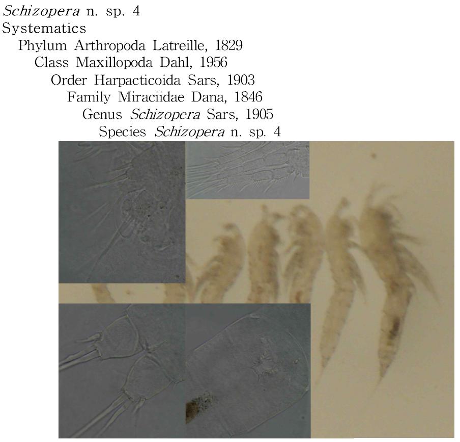 Schizopera n. sp. 4, female.