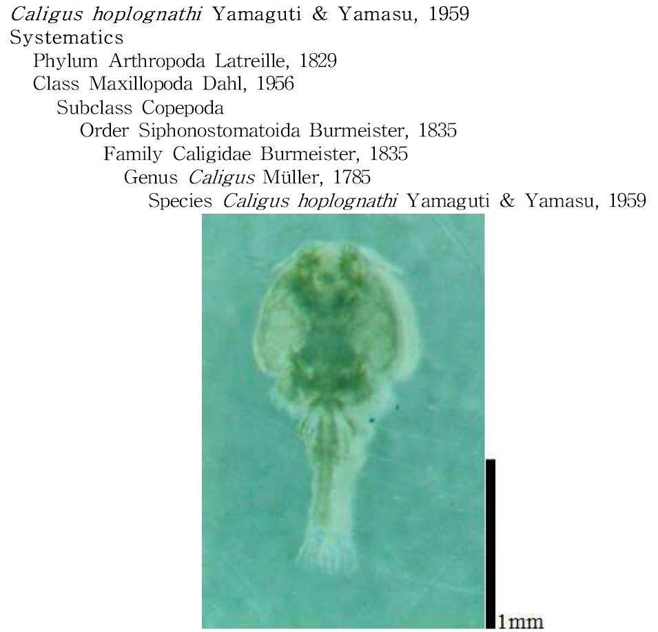 Caligus hoplognathi Yamaguti & Yamasu, 1959