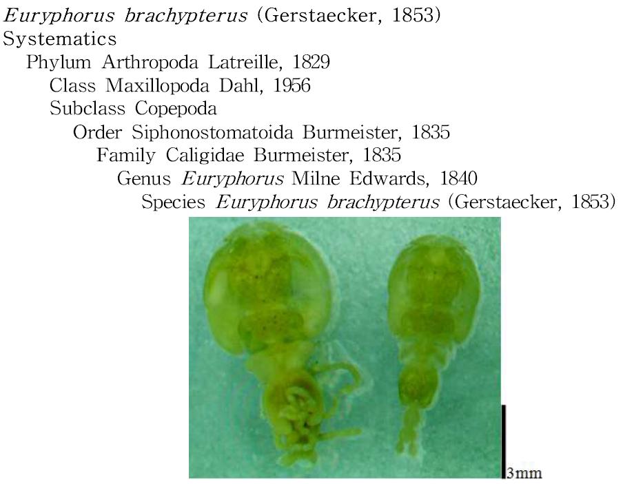 Euryphorus brachypterus