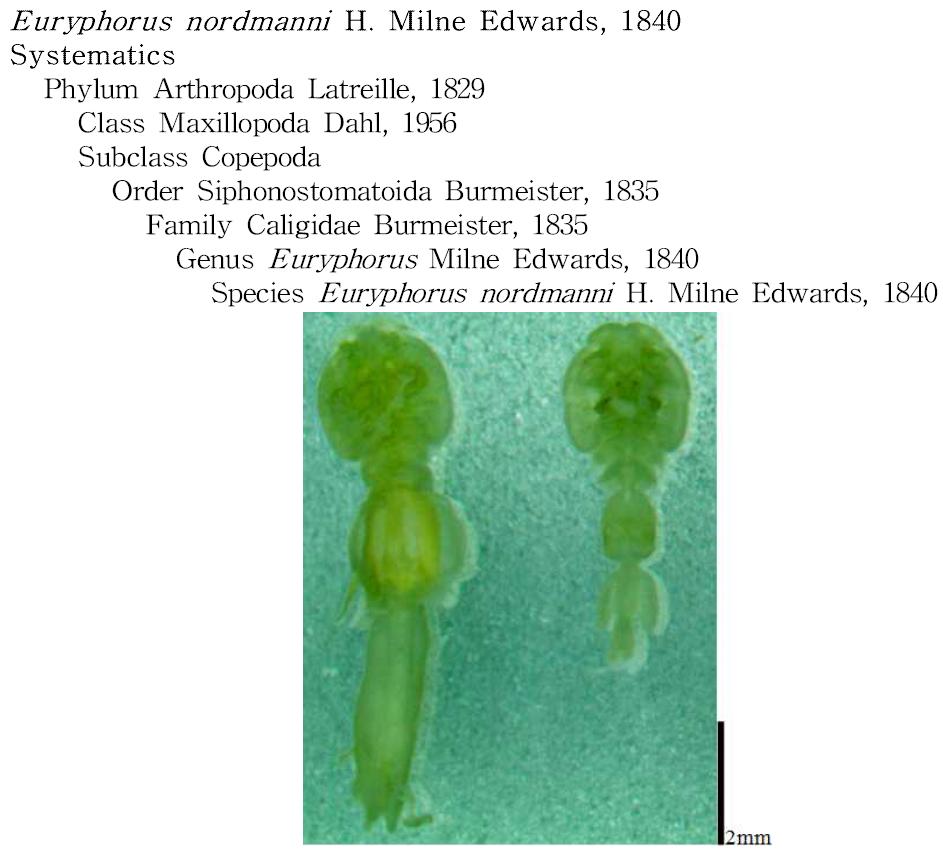 Euryphorus nordmanni H. Milne Edwards, 1840