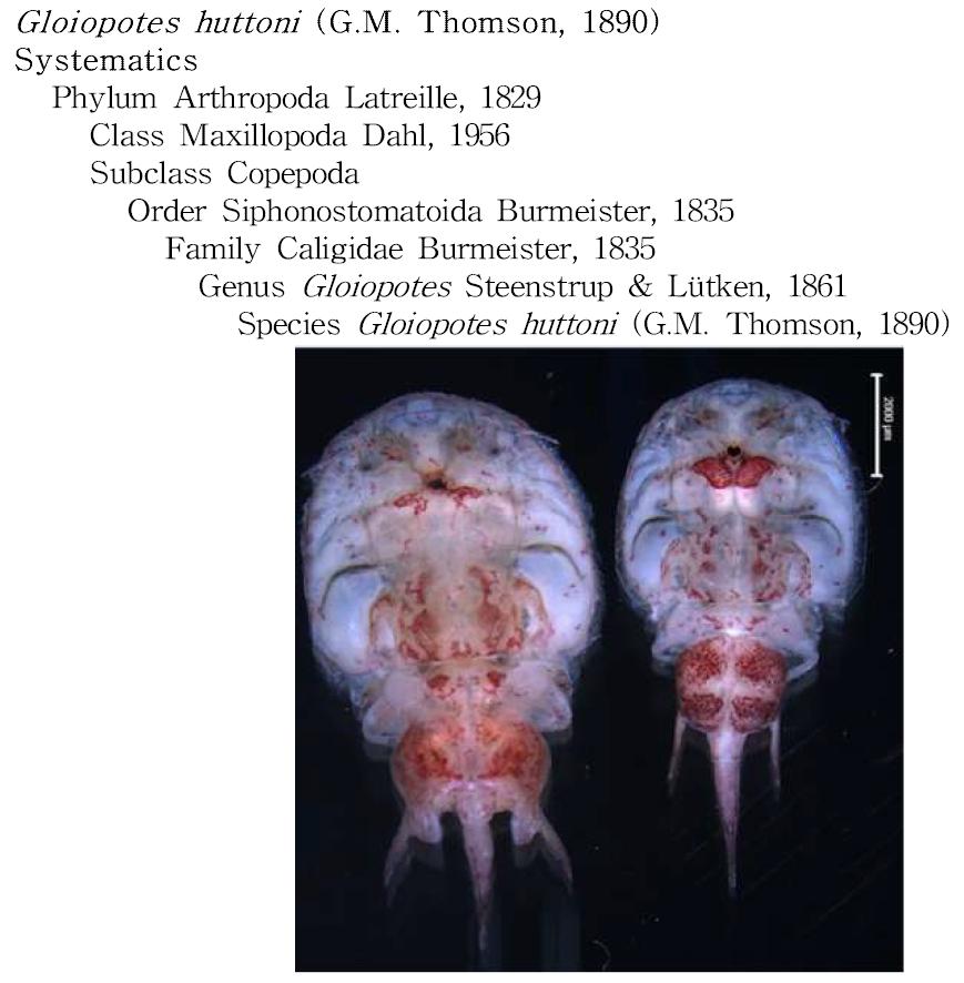 Gloiopotes huttoni