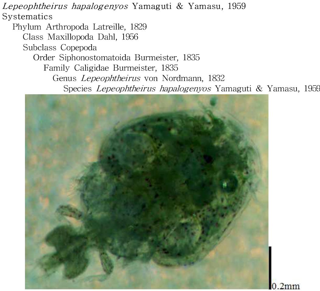 Lepeophtheirus hapalogenyos Yamaguti & Yamasu, 1959