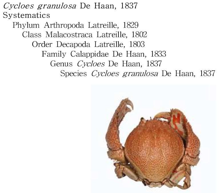 Cycloes granulosa De Haan, 1837