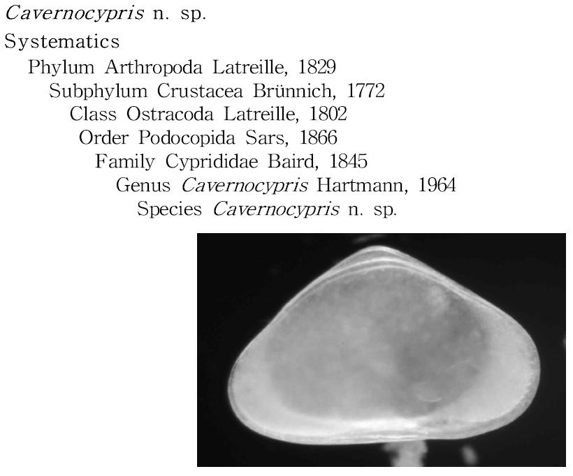 Cavernocypris n. sp., whole specimen, left valve, external view