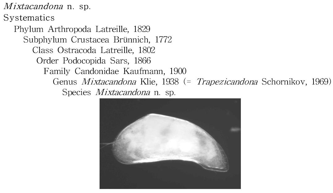 Mixtacandona n. sp., Left valve, external view