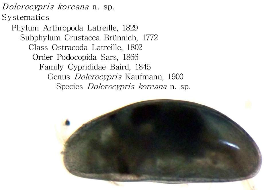 Dolerocypris koreana n. sp.