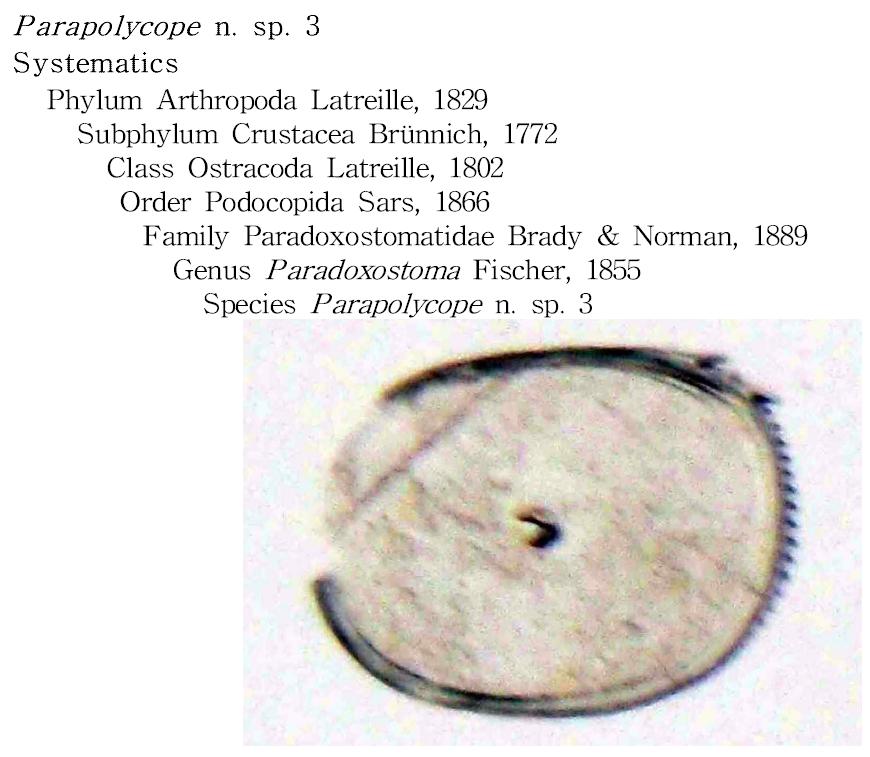 Parapolycope n. sp. 3