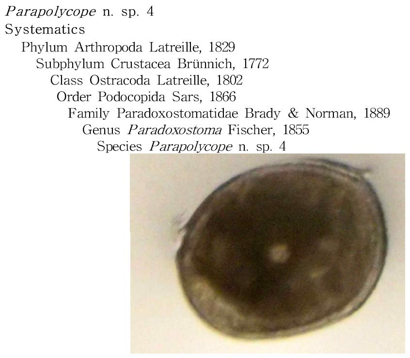 Parapolycope n. sp. 4