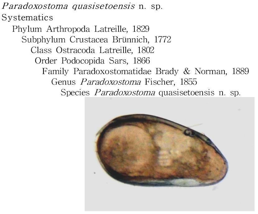 Paradoxostoma quasisetoensis n. sp.