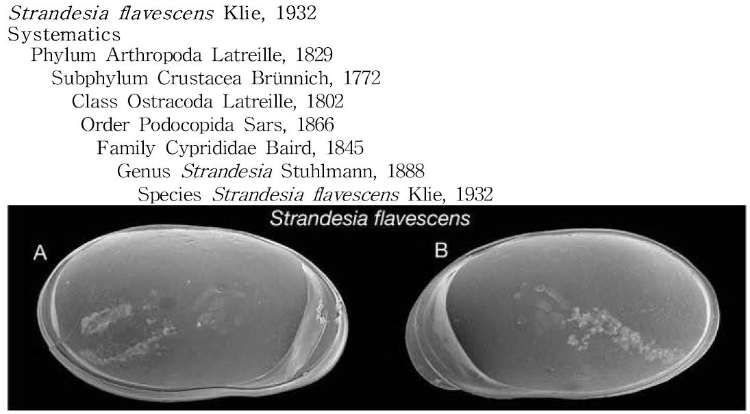 Strandesia flavescens Klie, 1932, female. A, internal view of left valve; B, internal view of right valve.