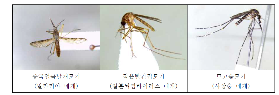 Images of mosquitoes.