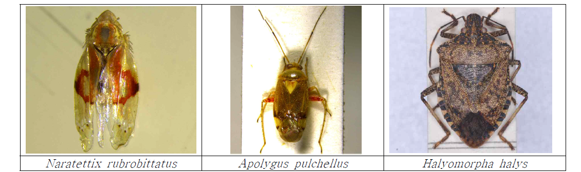 Images of Hemiptera.