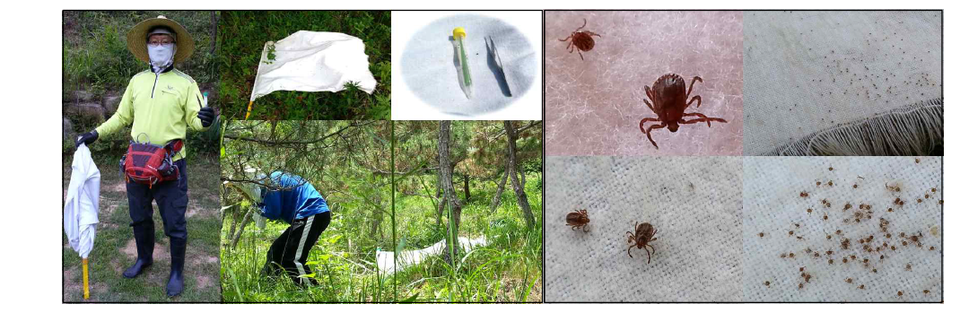 Collection methods, dragging and sweeping of Ixodidae and collected ticks.