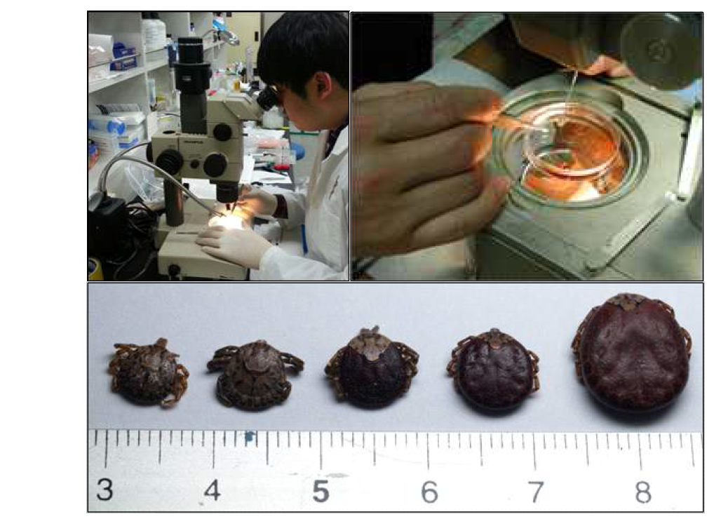 Identification of ticks on stereoscopic microscope.