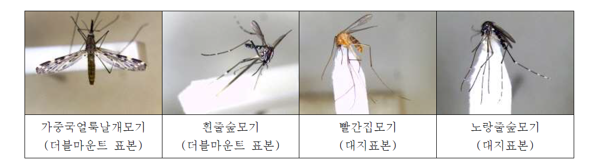 Photos of dried mosquito specimens.