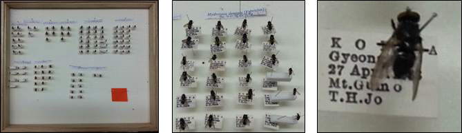 Samples of dried specimens for flies.