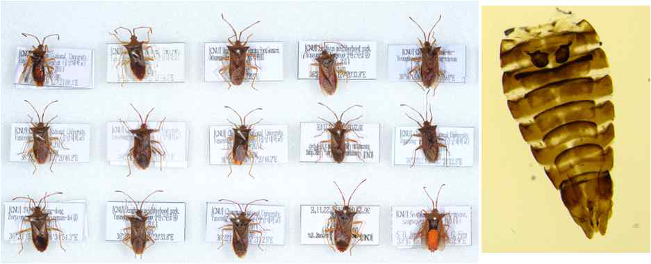 Dried specimens and identification of Hemiptera.