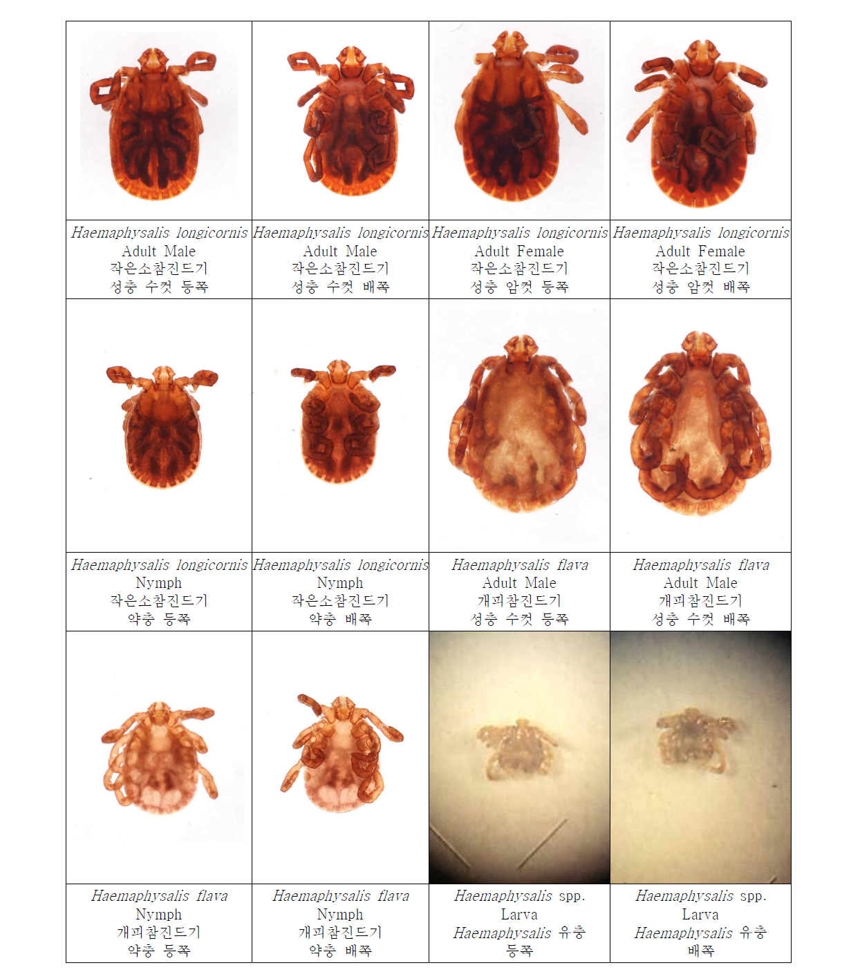 Photos of collected ticks based on species, developmental stages, sexes, and sides. Photos 1.