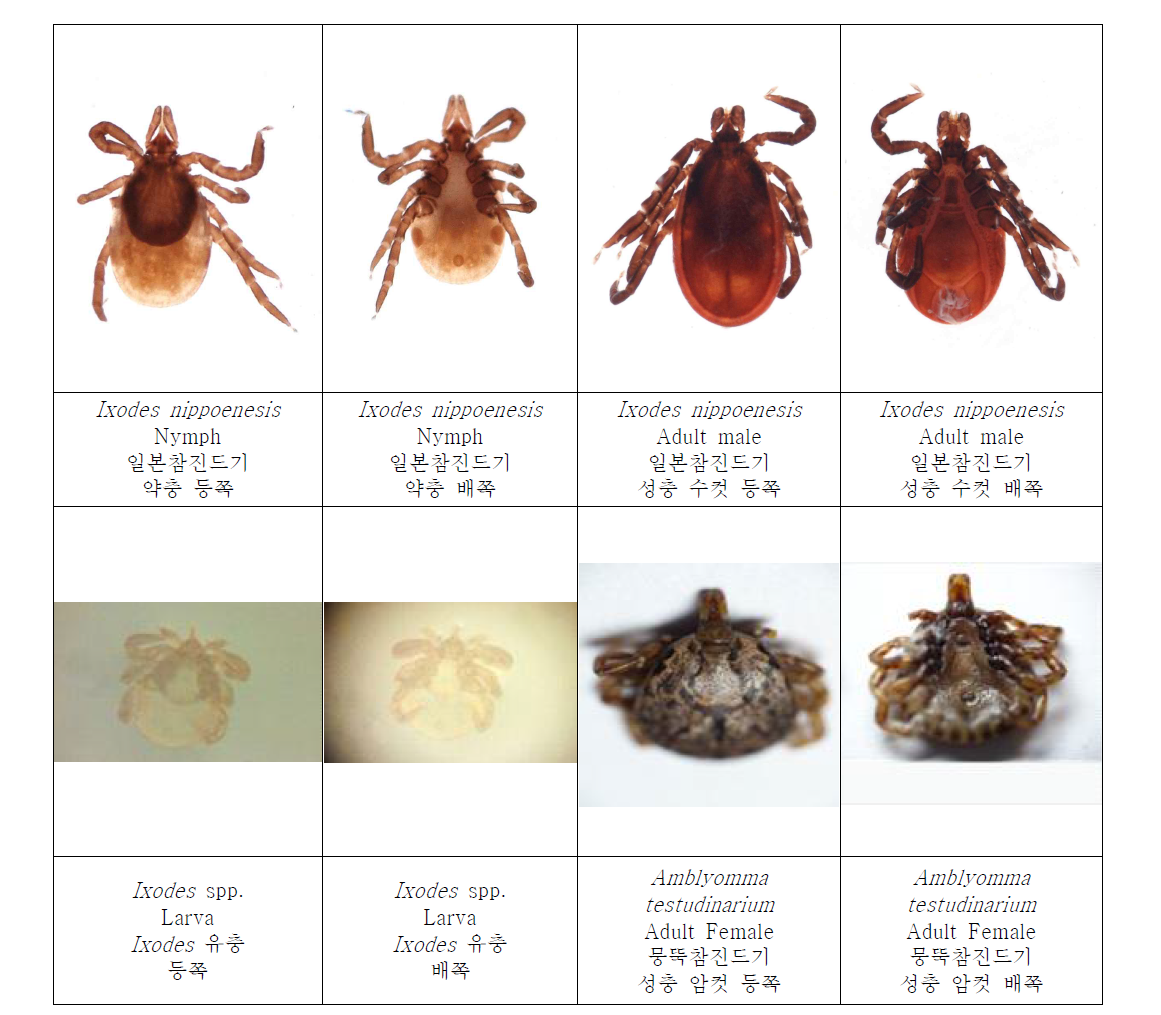 Photos of collected ticks based on species, developmental stages, sexes, and sides. Photos 2.