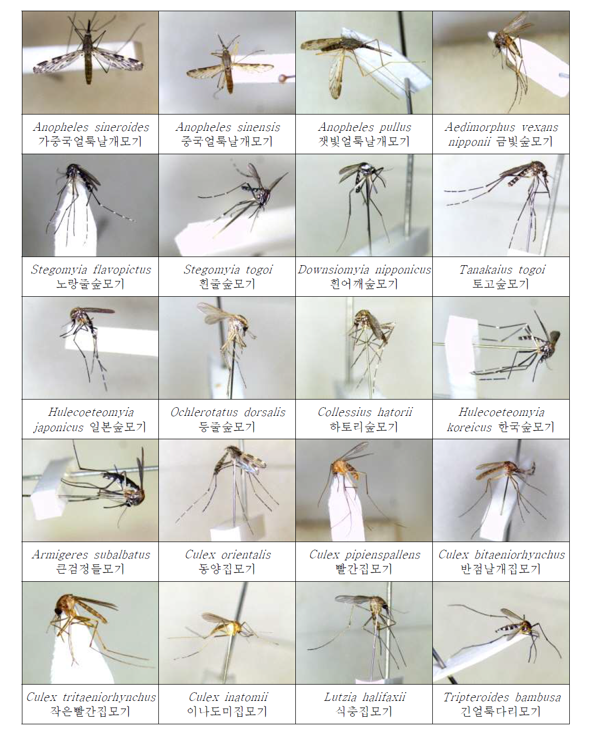 Photos of 20 mosquito species collected in Korea.