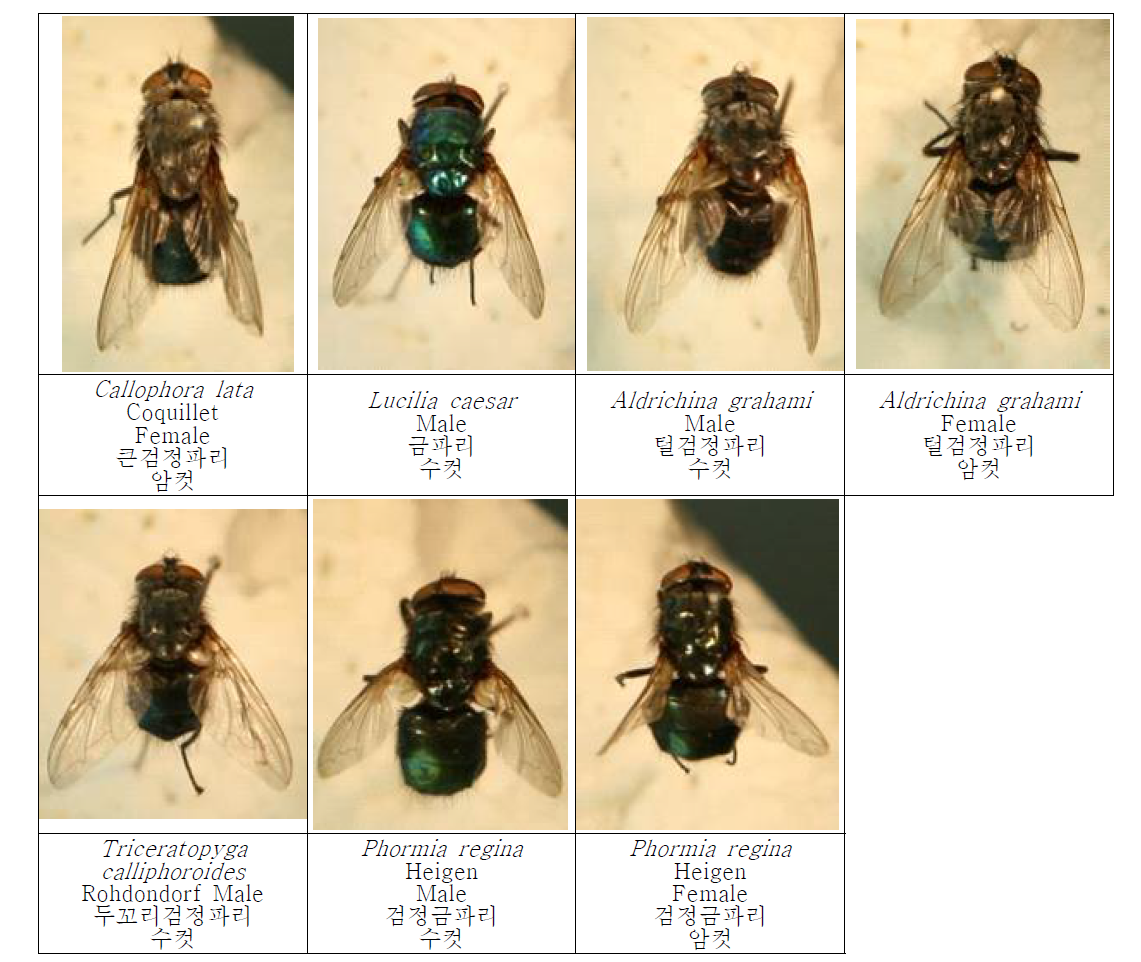 Photos of fly specimens collected in Korea. Photos-3.