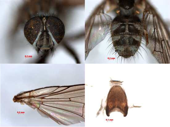 Unrecorded species, Limnophora setinerva (Schnabl & Dziedzicki, 1911). 날개가시산골물파리(신칭). A: Frontal view of male head, B: Abdominal pattern of male, C: Spines on r-m vein of wing, D: 5th sternum of male.