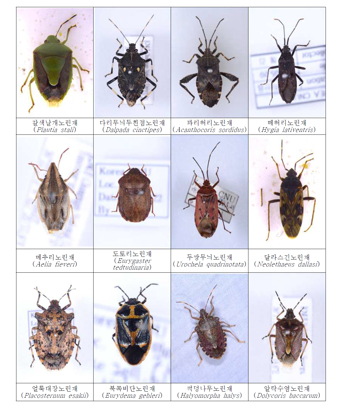 Photos of the Heteroptera species collected in Korea. Photos-1.