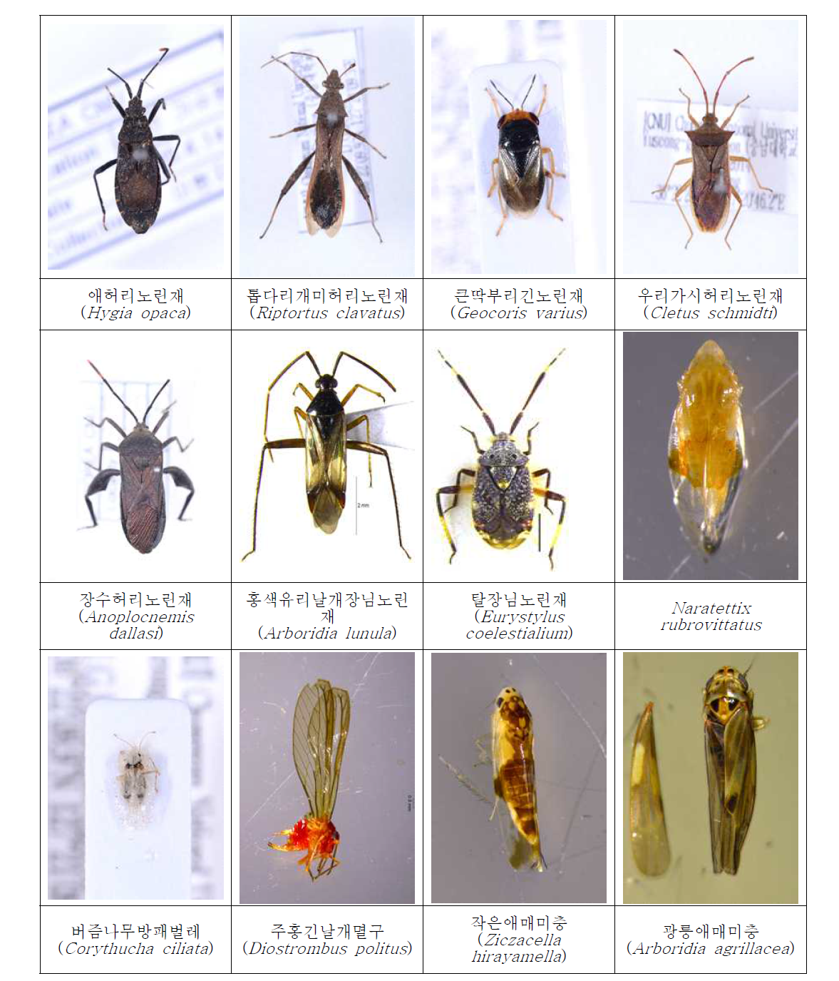 Photos of the Heteroptera species collected in Korea. Photos-2.