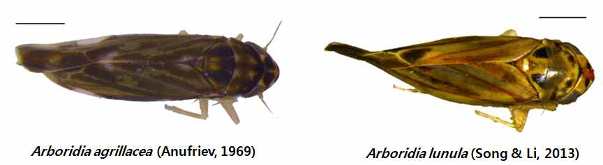 Unrecorded species, Arboridia apicalis collected in Korea.