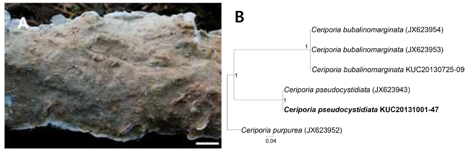 Ceriporia pseudocystidiata. A, Basidiocarp. Scale bar = 1 cm. B, A phylogenetic tree using ITS region.