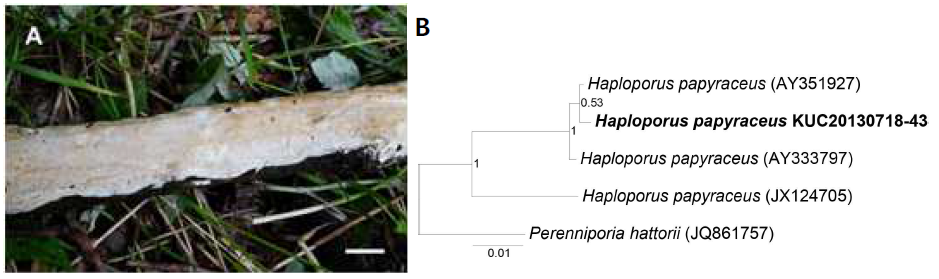 Haploporus papyraceus. A, Basidiocarp. Scale bar = 1 cm. B, A phylogenetic tree using LSU region.