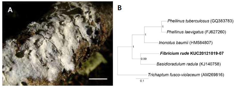 Fibricium rude. A, Basidiocarp. Scale bar = 1 cm. B, A phylogenetic tree using ITS region.